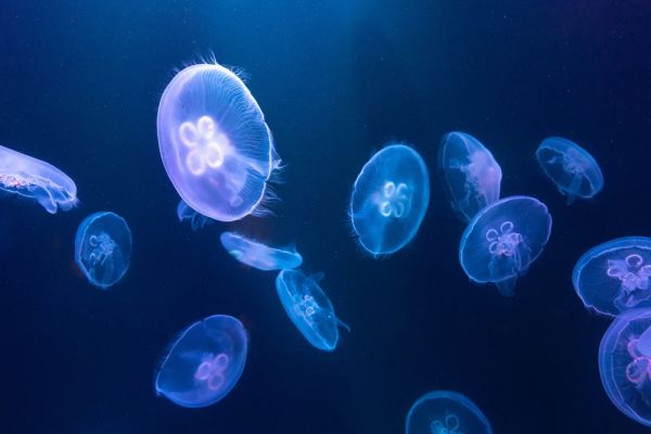 Μωβ μέδουσες: Τι κάνουμε αν μας τσιμπήσουν; | imommy.gr